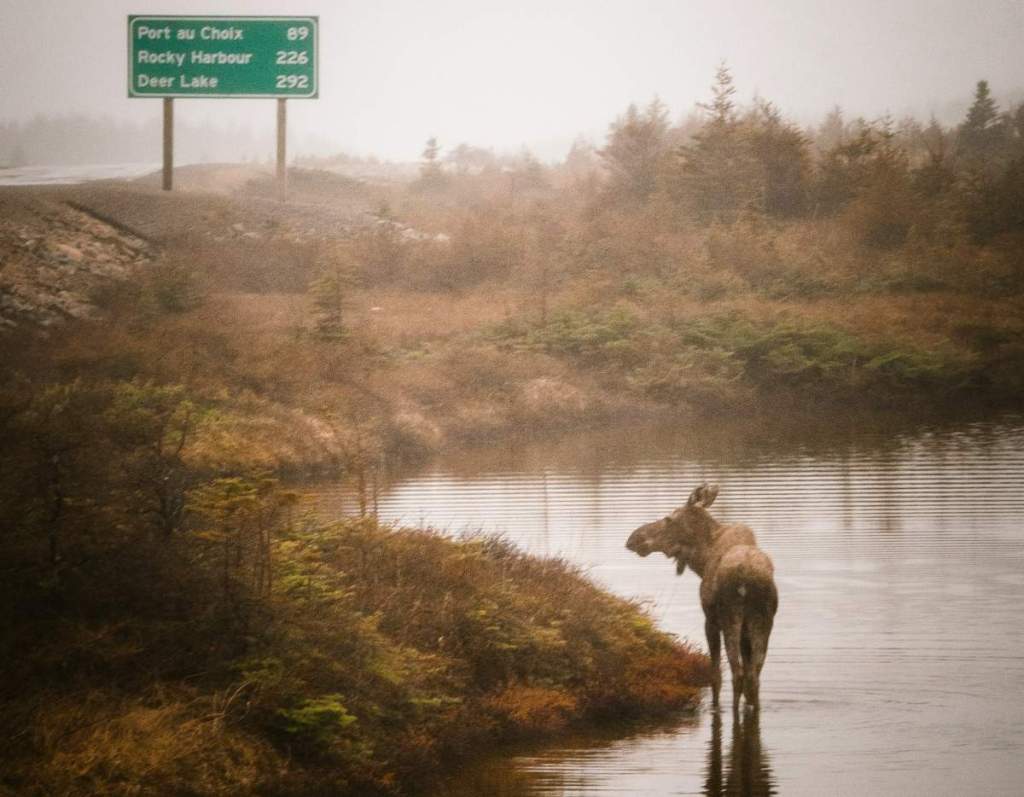 Newfoundland Moose