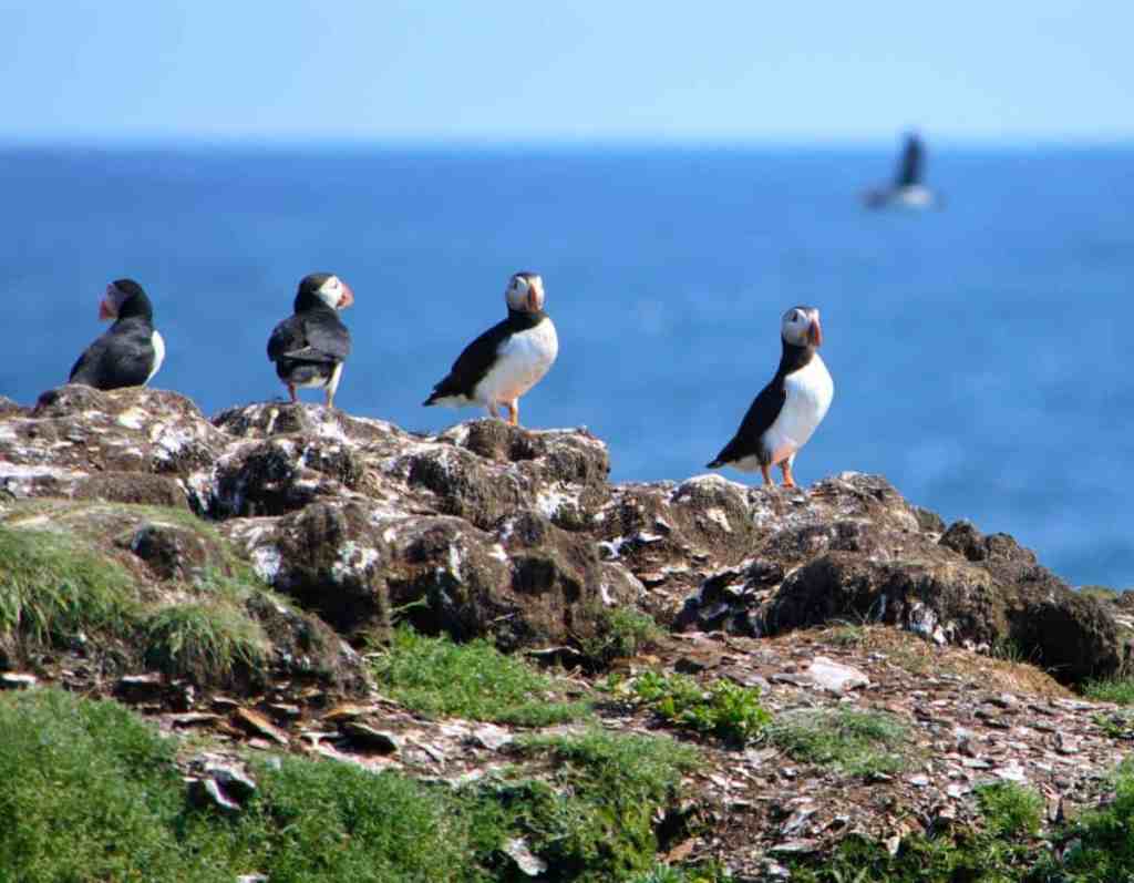 Newfoundland Puffins