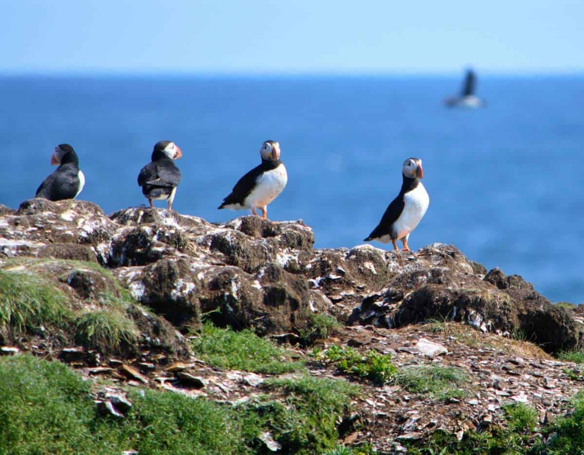 Newfoundland Puffins