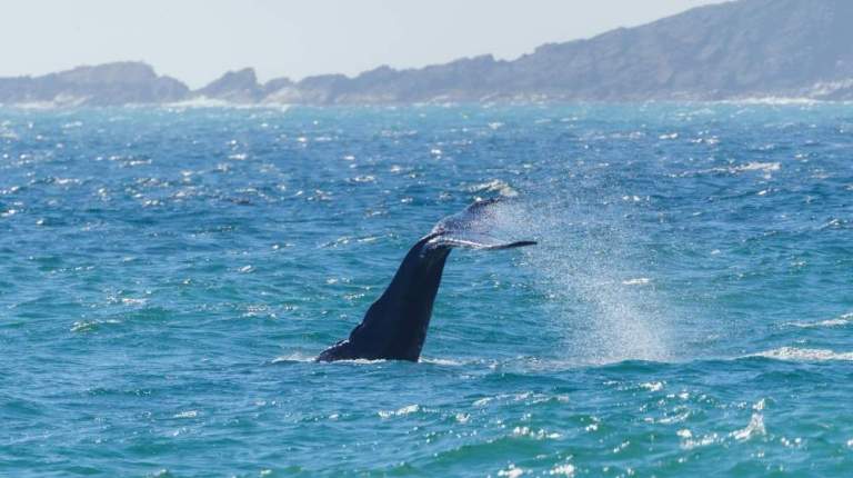 Newfoundland Canada Whale Watching