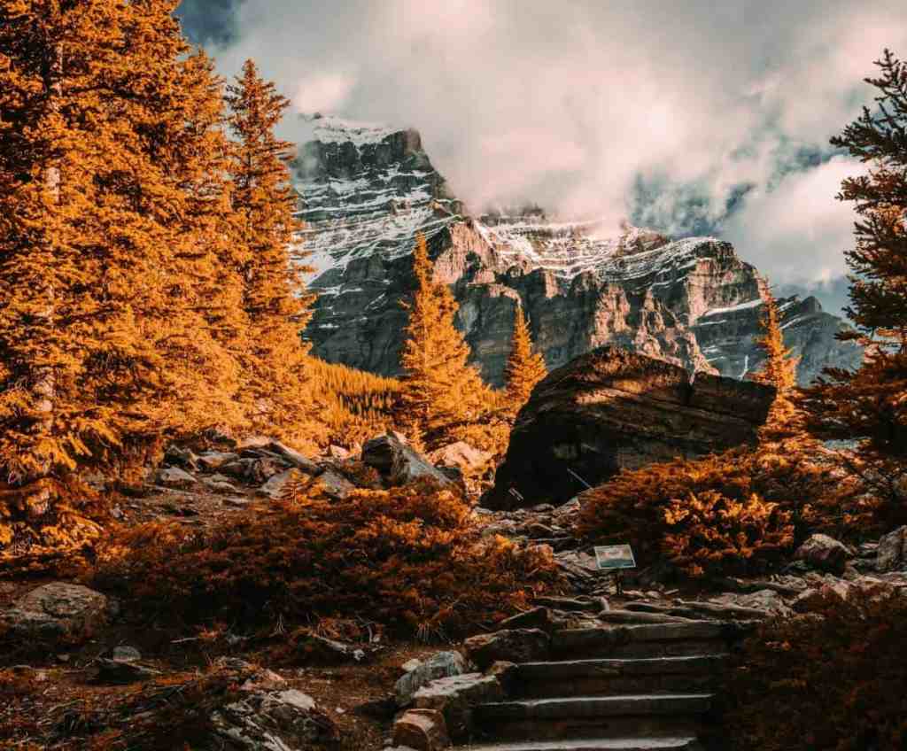 Banff Larch Tree Season