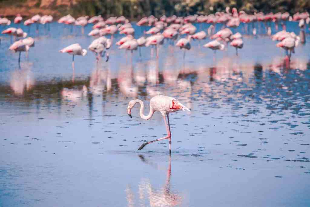 Camargue, France